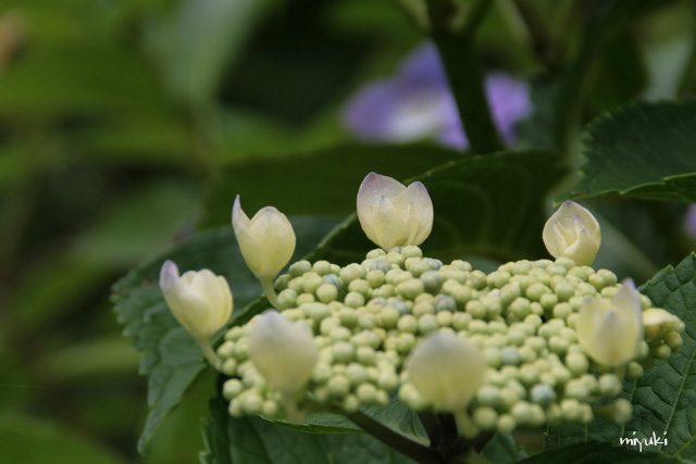 �������������ߤ�����