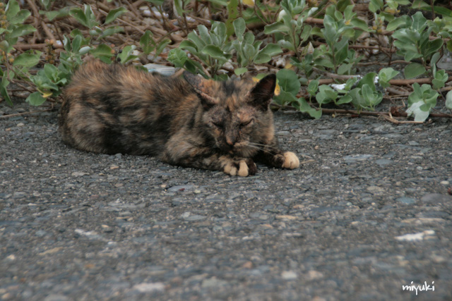 ���ߤΤͤ�������