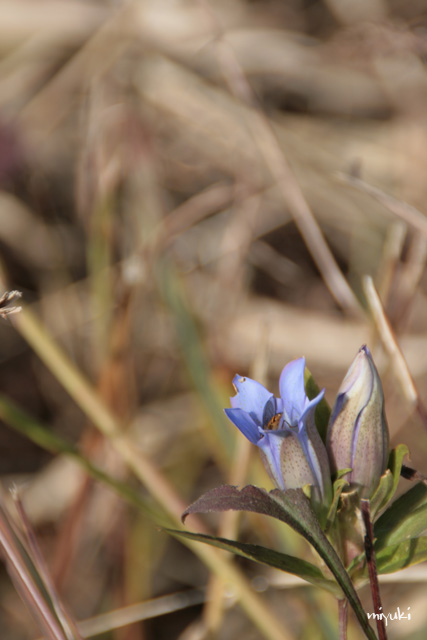 ���ɤ�����