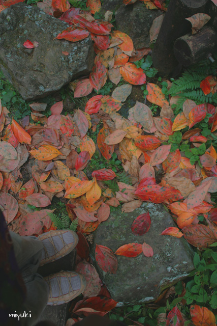 ­���򸫤�С�