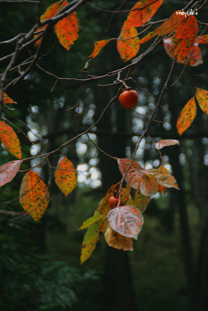 �����μ¤�����