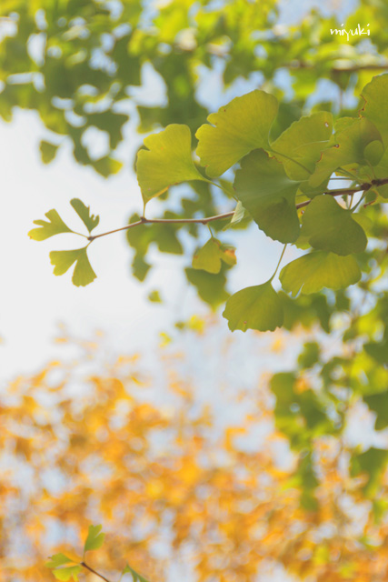 �����ˤʤ�����Ϥ���