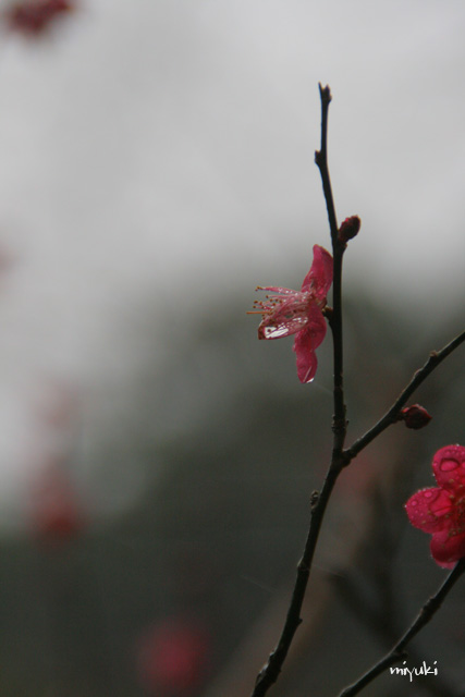 ����Ǩ�����