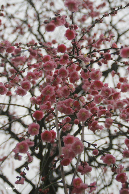 �޿���ߤι���