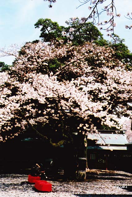 ������ҡ��ե���ࣲ