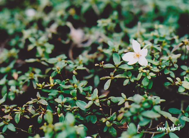 �ٻ������ե���ࣳ