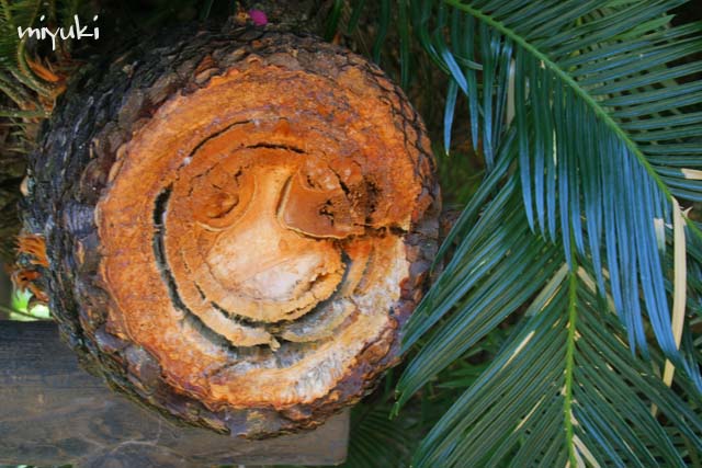 ��ǽ���ˤƣ�