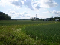 ainola 1