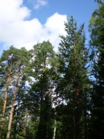 ainola 5