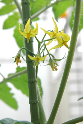 tomato