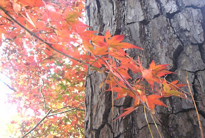 紅葉と松葉