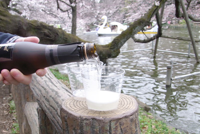 井の頭 桜