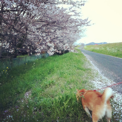 桜とちゅーやん