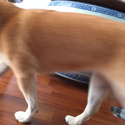 火鉢と犬