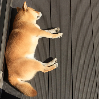 ひなたぼっこ