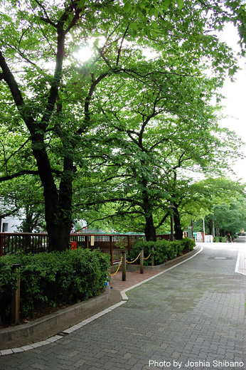 目黒川の新緑が心地よかったです。