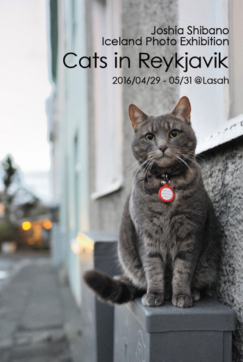 Cats in Reykjavik @Lasah