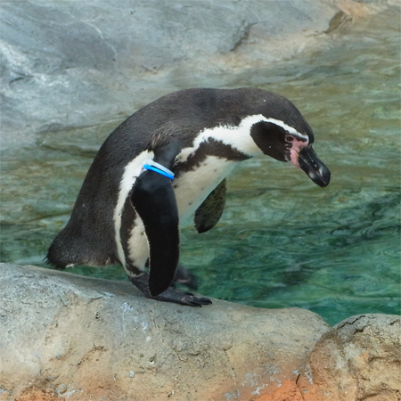 ペンギン