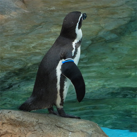 ペンギン