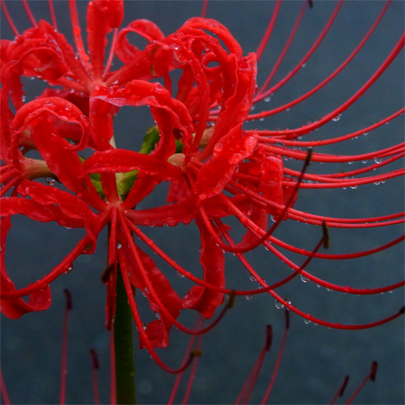 曼珠沙華