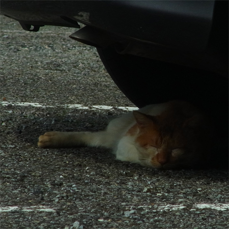 猫