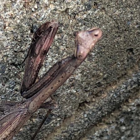 コカマキリ