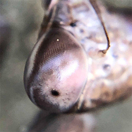 コカマキリ