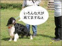 スプリンガー