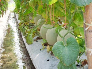 メロン