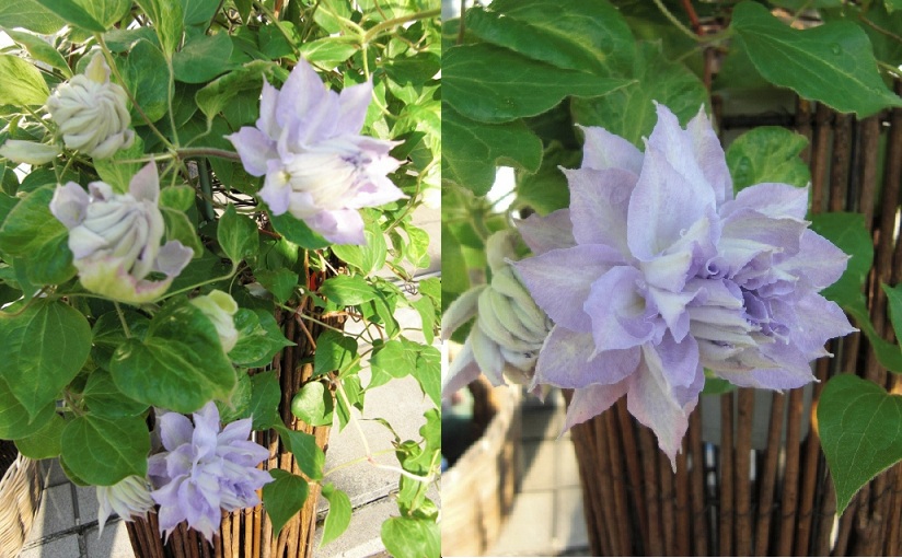 クレマチス 咲いた花は素敵な薄紫色でした 香艸園の日々だより