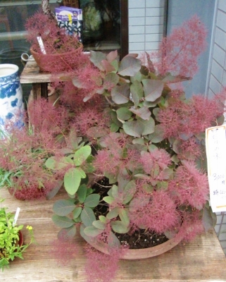 けむりの木