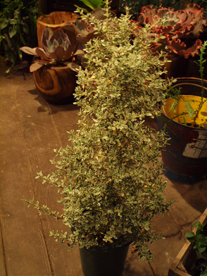PB139446.jpg