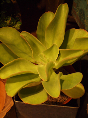 PB139438.jpg