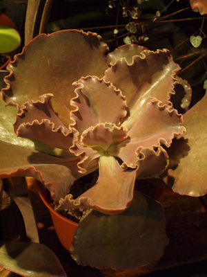 PB139436.jpg