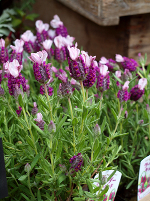 P4161536.jpg
