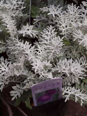 P4161530.jpg