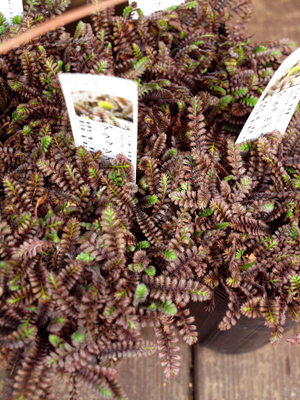 P4161526.jpg