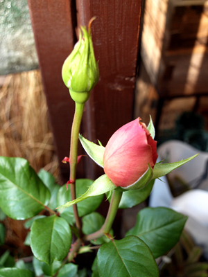 P4161518.jpg