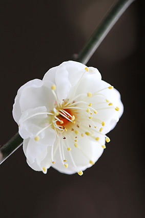 梅の花