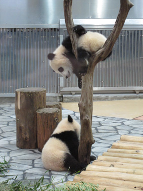 パンダ