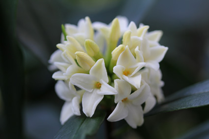 沈丁花