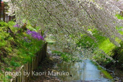 笹塚の桜