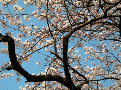 Sakura2007