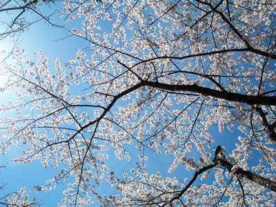 Sakura2008(Psudo)