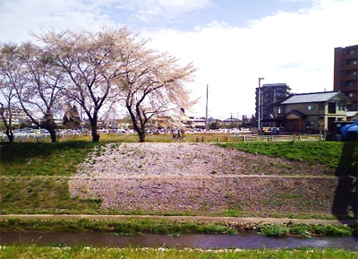 hanatirashi.jpg Hanatirashi