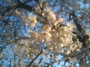 2010Sakura1