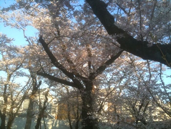 2010Sakura2