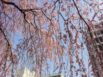 2011Sakura2