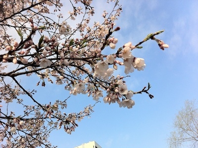 2012Sakura