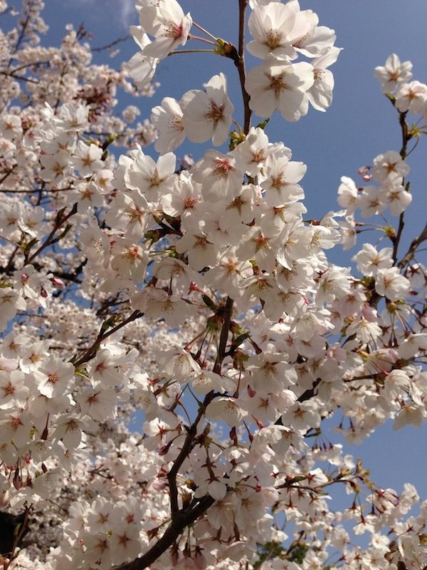 2013 Sakura1